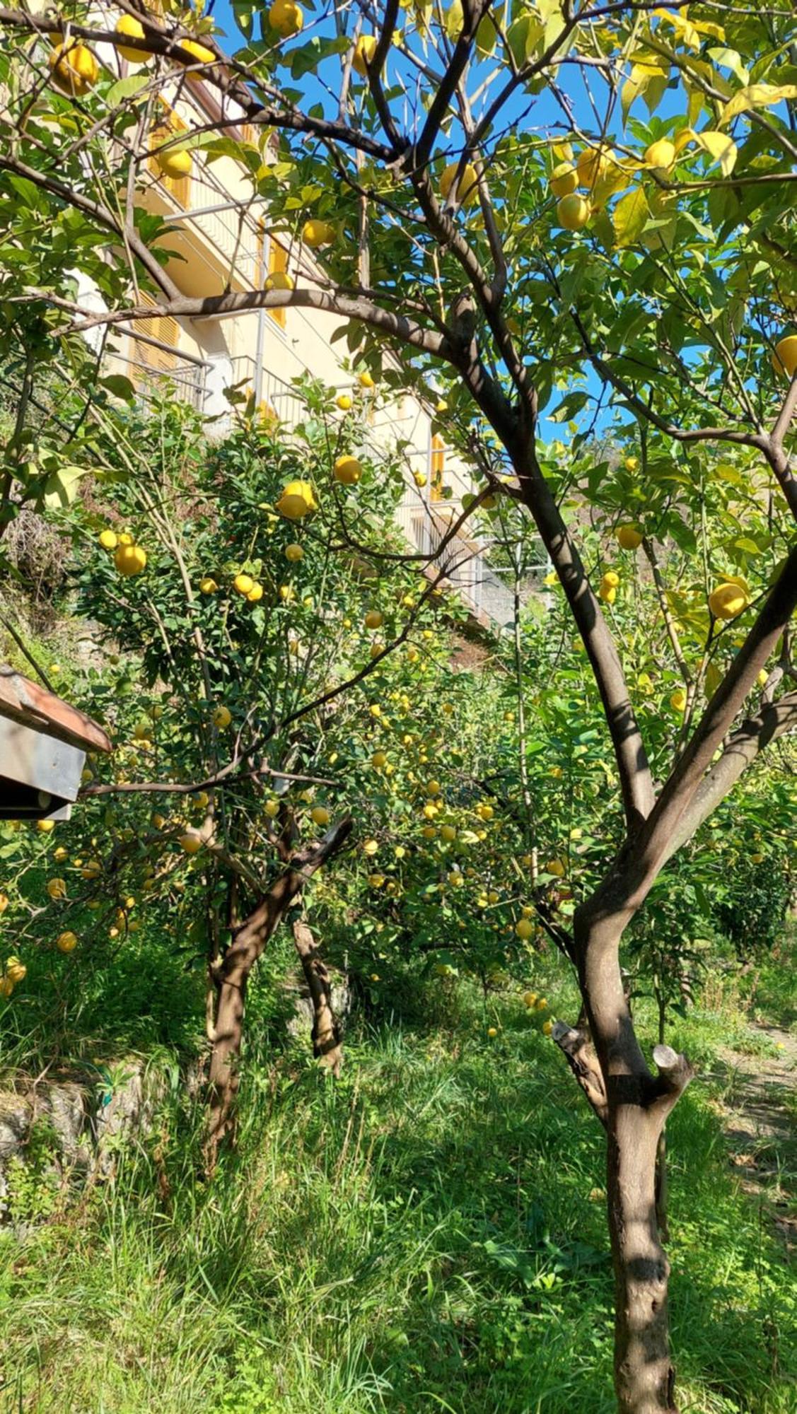 La Casa Dei Limoni Hotel Monterosso al Mare Exterior photo